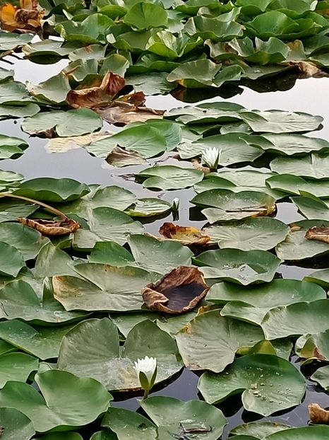 Img.2021.08.17 - F-Concediu