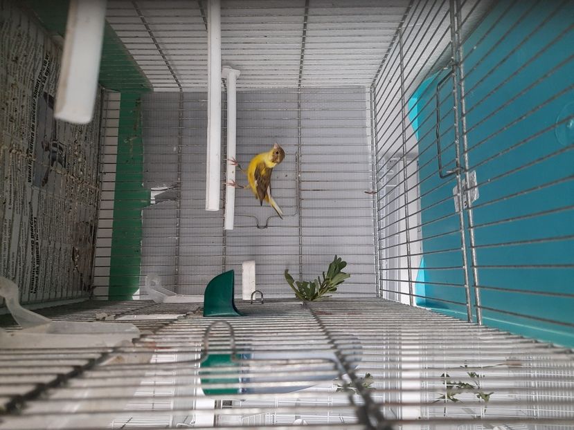  - Canari rasa Spaniola