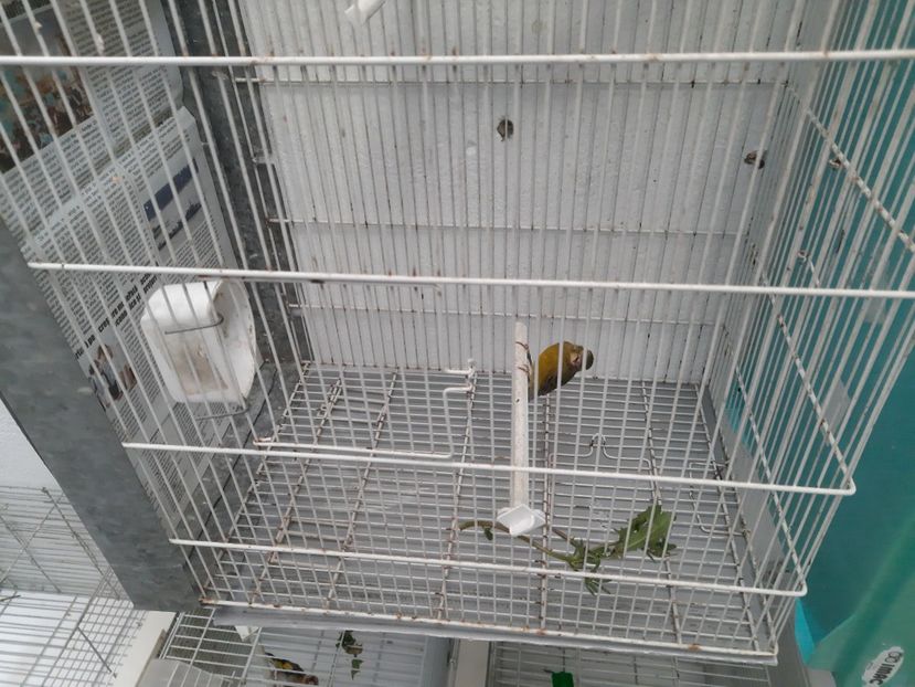  - Canari rasa Spaniola