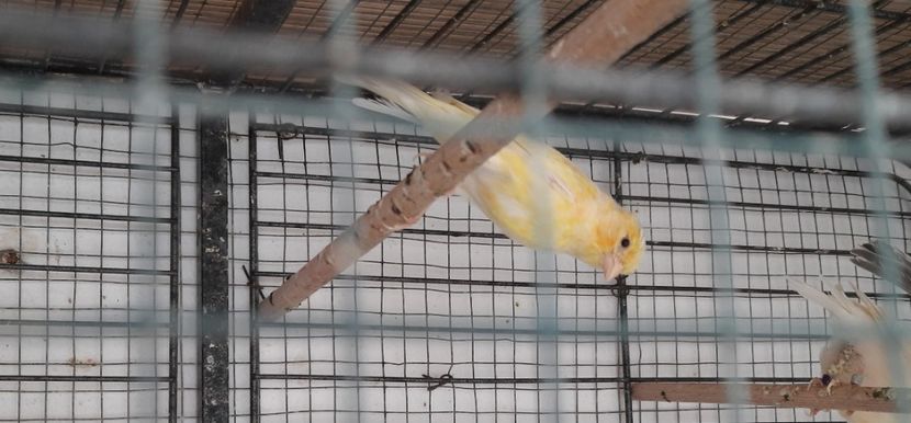 20210910_104532_resized - Canari rasa Spaniola