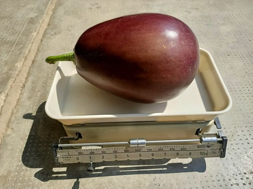 Img.2021.08.23- vânătă de 1,6 kg de semințe - F-Concediu