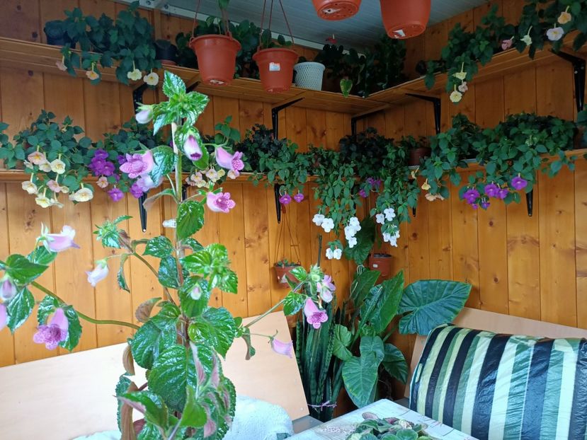 Img.2021.08.31-în vizită la ❤️ - F-Concediu