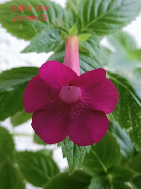 10.09.2021 - BriDs 19m