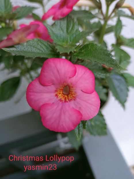 10.09.2021 - Achimenes 2021