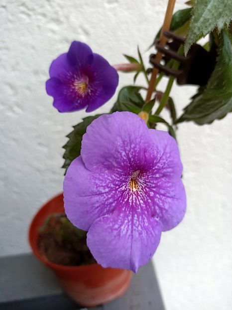 10.09.2021 - Serge-s Revelation 2