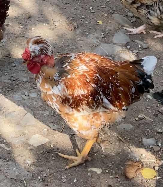 128C3E54-37FC-4555-990D-BF81906803DC - Puisori 2021