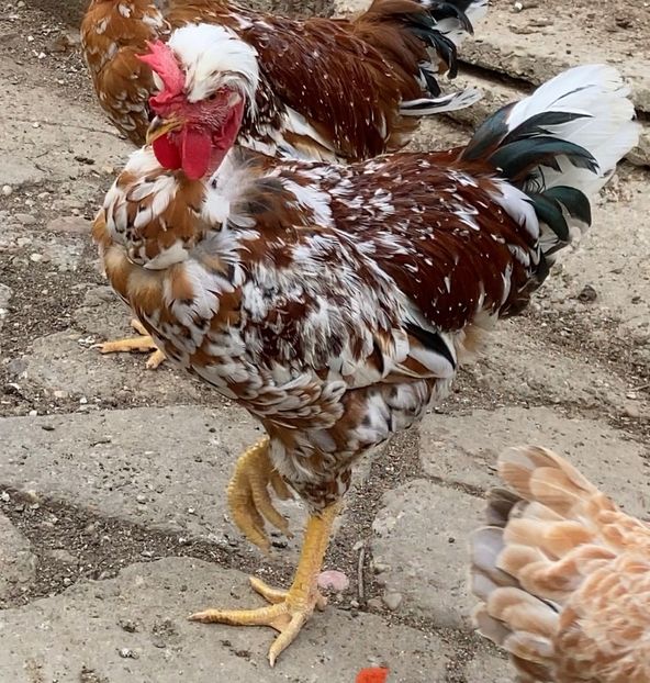 57FA9D7C-7AD4-4E95-91D4-66AA145979E5 - Puisori 2021