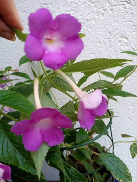 10.09.2021 - BriDs Sarina