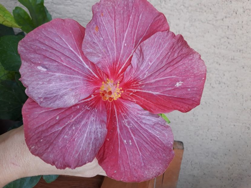  - Hibi Larisa M din seminte