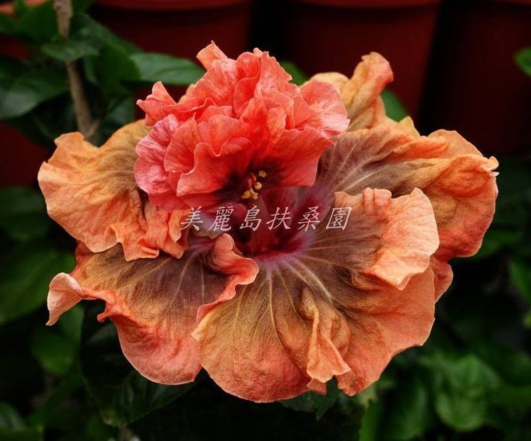 Rezervat EMMA REIGN OF TERROR - 35 lei - lastari rezervati