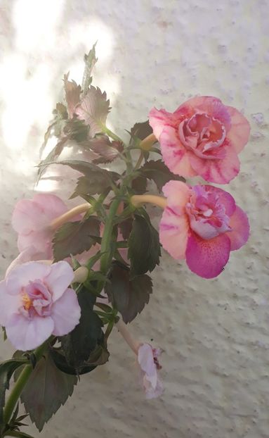  - 0001 2022 - Amelia Vitorino