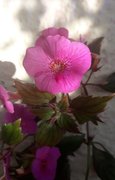  - 001 2021 - RF s VICTORIA