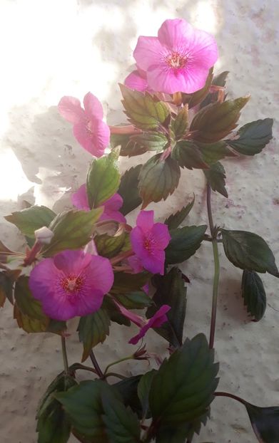  - 001 2021 - RF s VICTORIA