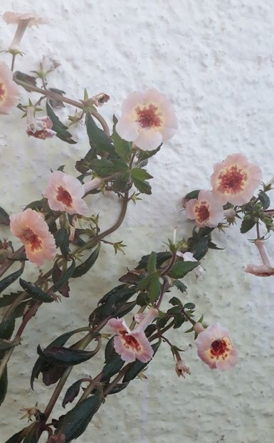  - 001 2021 - Yellow Queen Hy