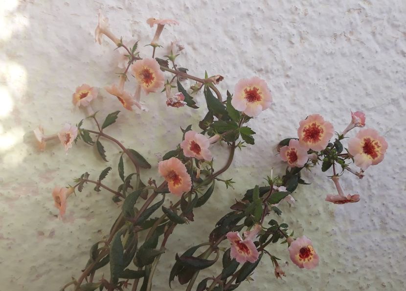  - 001 2021 - Yellow Queen Hy