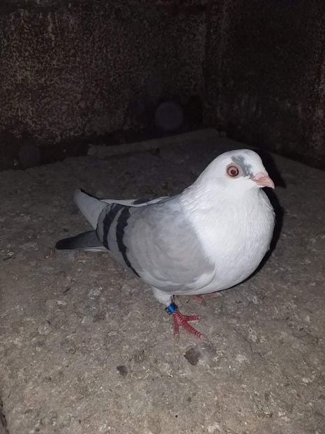 Femela org. Nicolae Radu( Veștem) - Jucatori de Galați