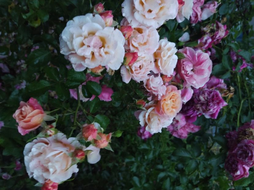 Cubana - Trandafiri 2021