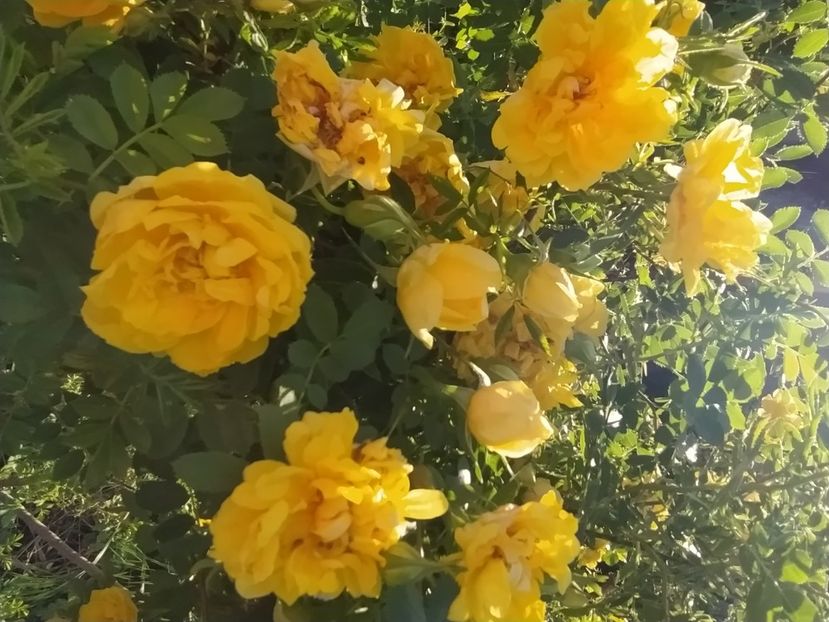 Rosa persoana foetida - Trandafiri 2021