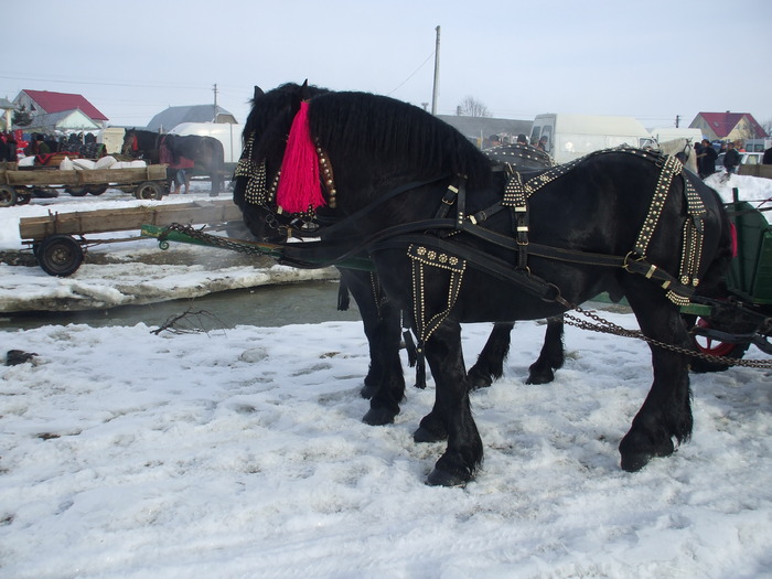 piata -feb.2010 004 - my horses