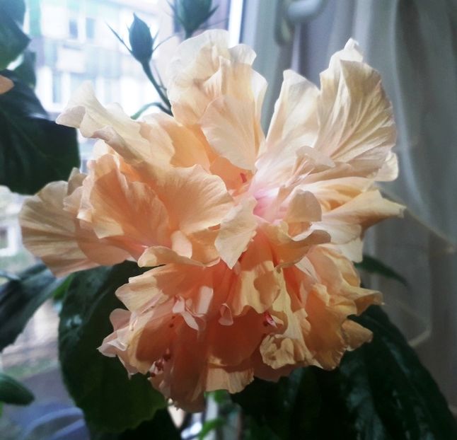 rez Mr. Anderson - 20 lei - lastari rezervati