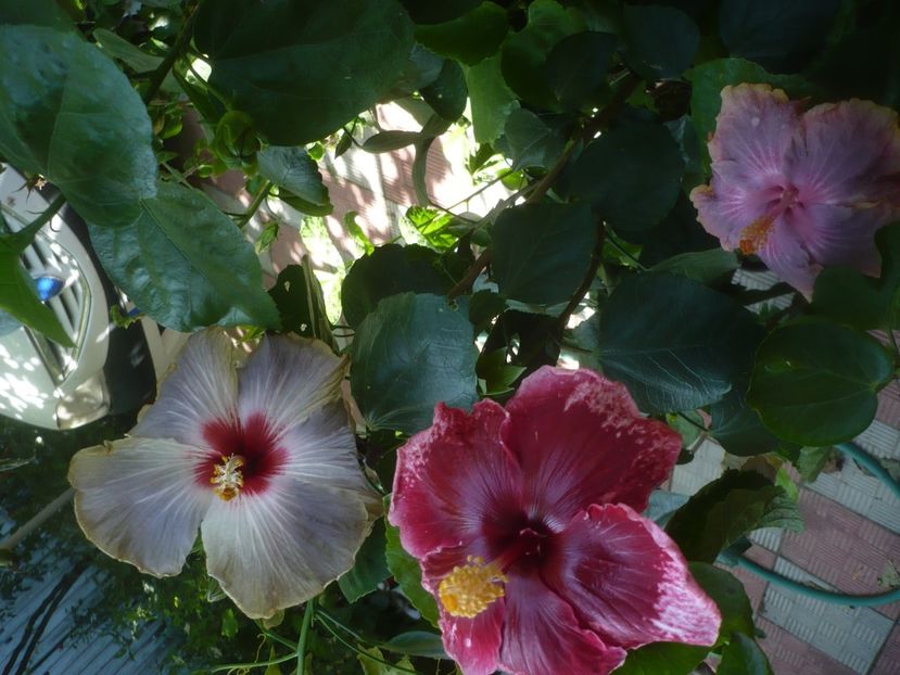 P1500971 - HIBISCUSI 2021-3
