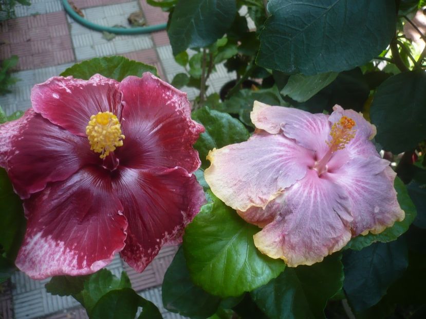 P1500973 - HIBISCUSI 2021-3