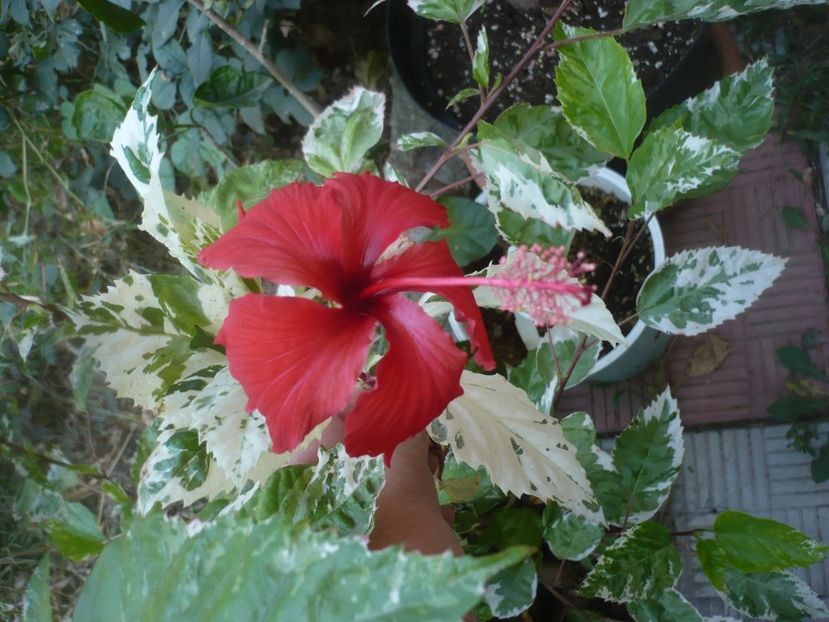 P1500975 - HIBISCUSI 2021-3