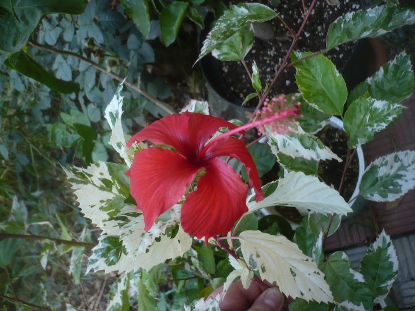 P1500977 - HIBISCUSI 2021-3