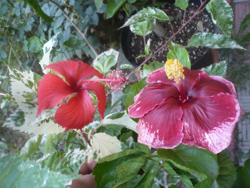 P1500978 - HIBISCUSI 2021-3