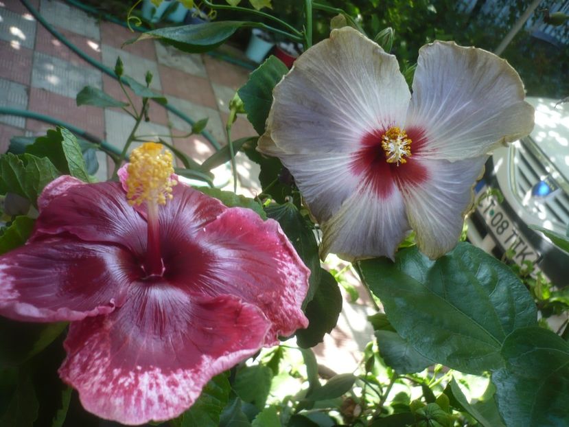 P1500968 - HIBISCUSI 2021-3