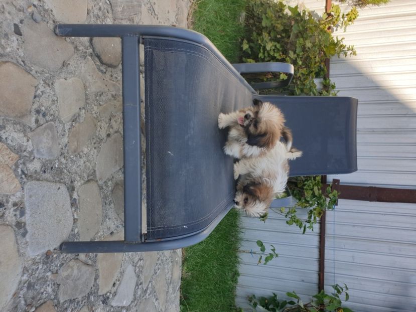  - 0 - Catei shitzu de vanzare