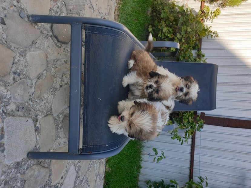  - 0 - Catei shitzu de vanzare