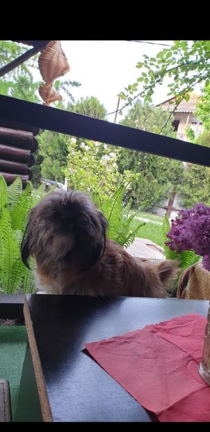 Screenshot_20210911-135337_Gallery - 0 - Catei shitzu de vanzare