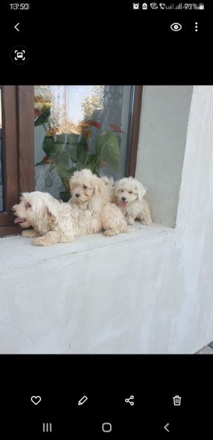 Screenshot_20210911-135054_Gallery - 0 - Catei bichon maltez