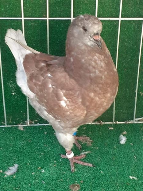 received_541786686927016 - KINGI PUI 2021