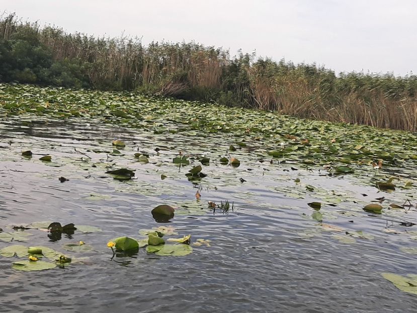  - Rezervația de nuferi Delta Dunării