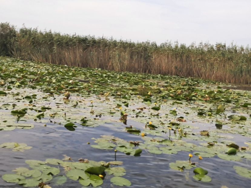  - Rezervația de nuferi Delta Dunării