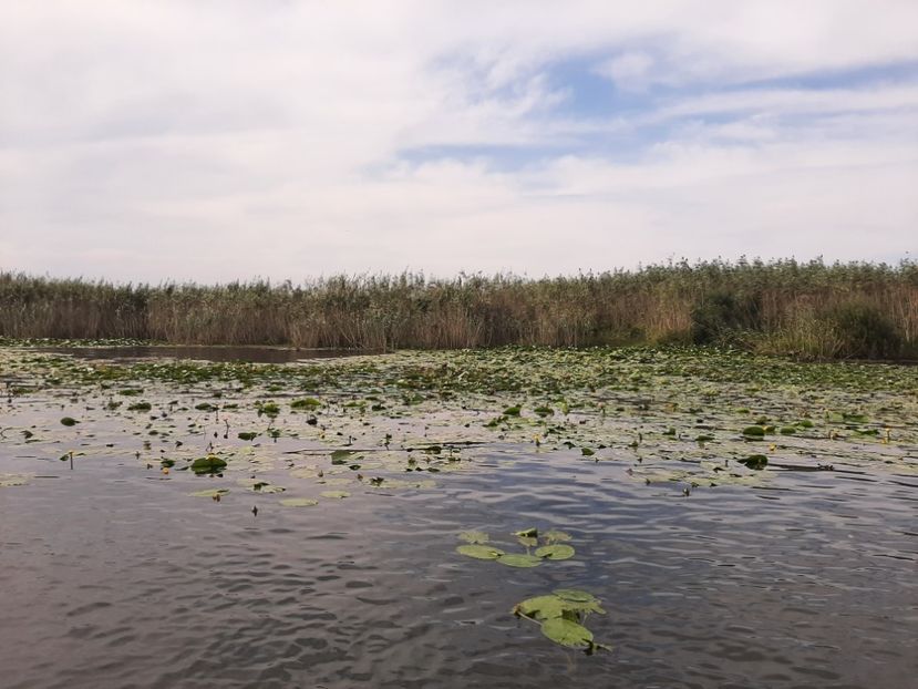  - Rezervația de nuferi Delta Dunării