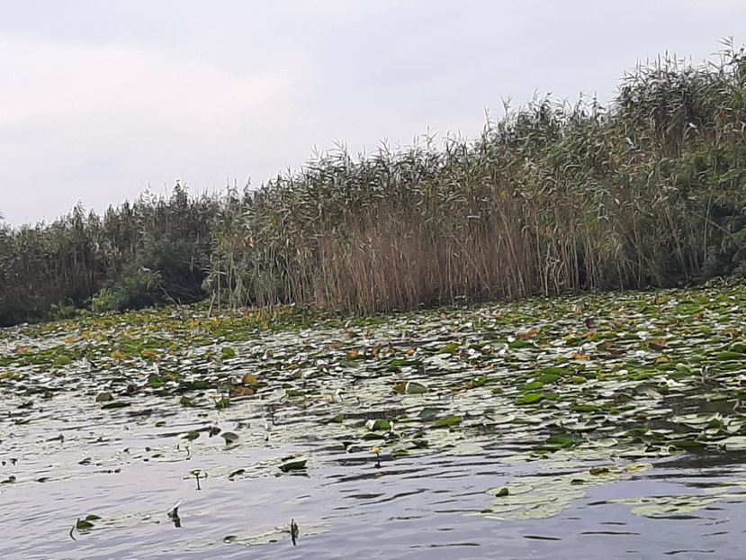  - Rezervația de nuferi Delta Dunării