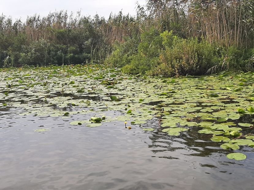  - Rezervația de nuferi Delta Dunării