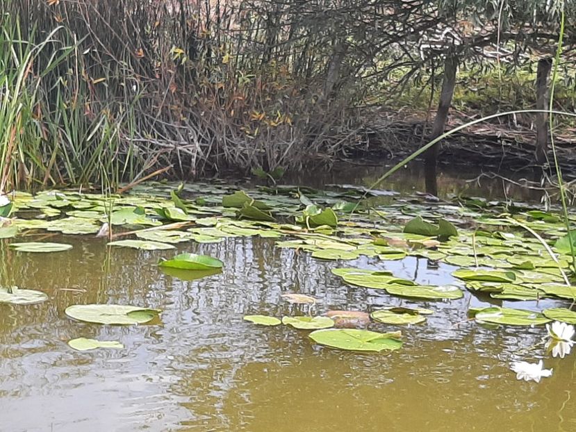  - Rezervația de nuferi Delta Dunării
