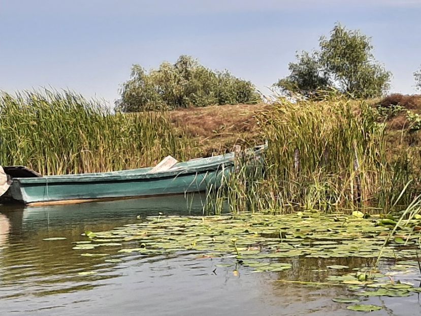  - Rezervația de nuferi Delta Dunării