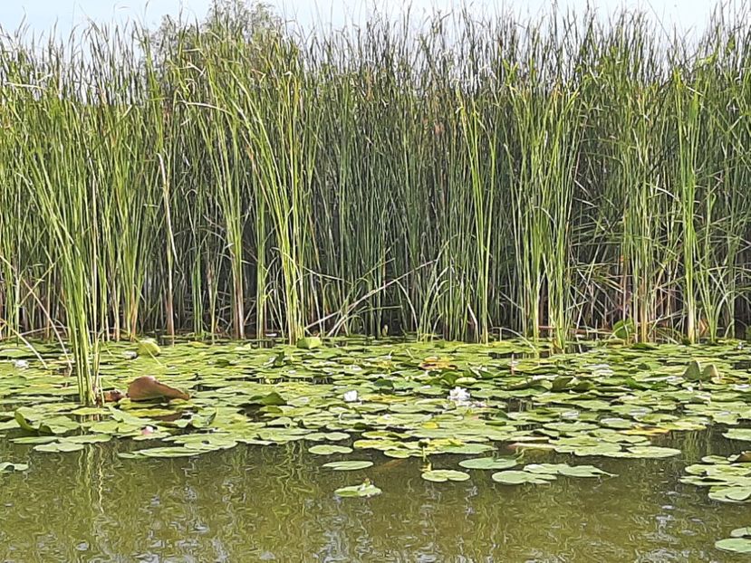  - Rezervația de nuferi Delta Dunării