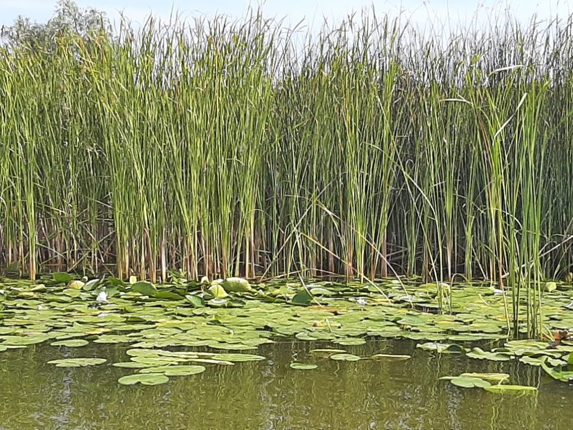  - Rezervația de nuferi Delta Dunării