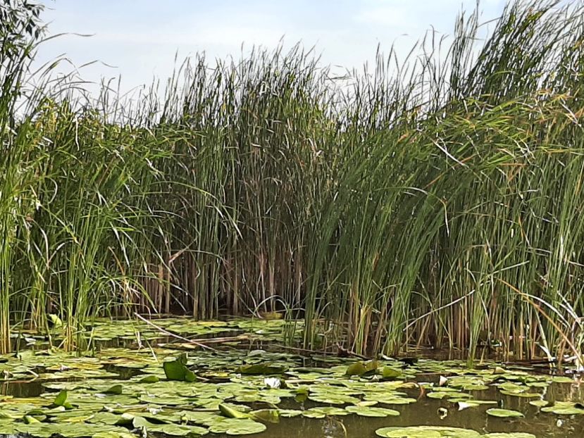  - Rezervația de nuferi Delta Dunării
