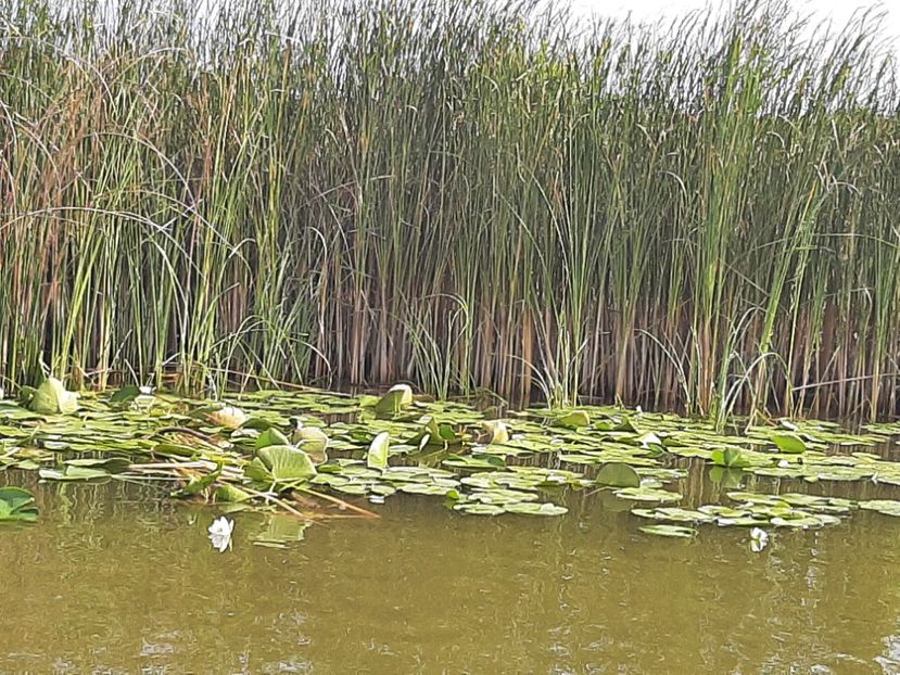  - Rezervația de nuferi Delta Dunării