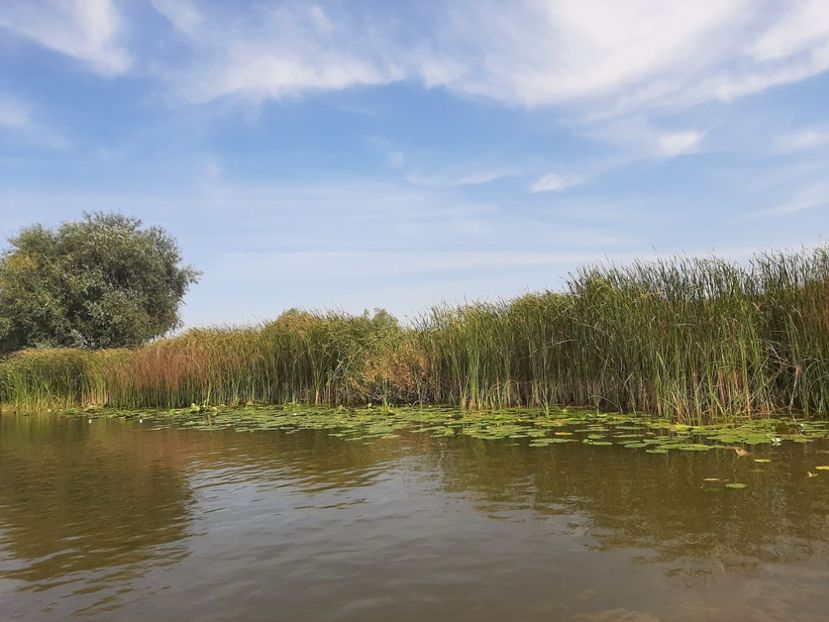  - Rezervația de nuferi Delta Dunării