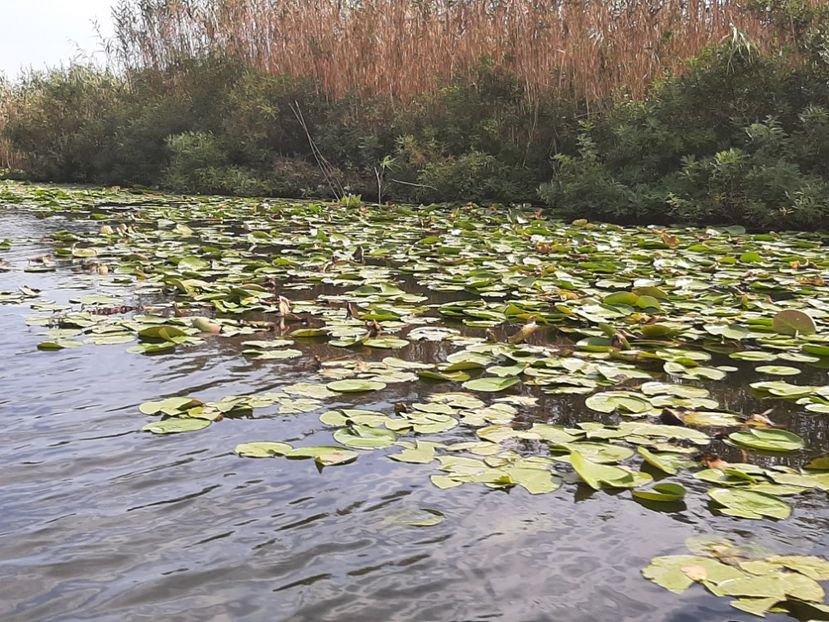  - Rezervația de nuferi Delta Dunării