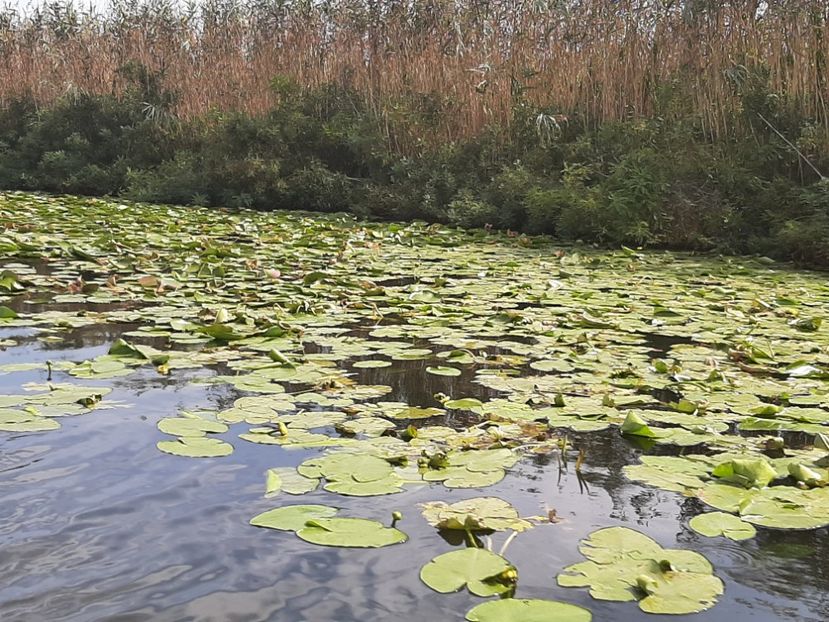  - Rezervația de nuferi Delta Dunării