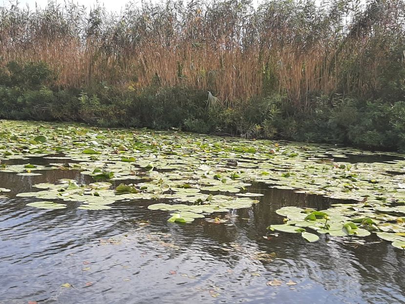  - Rezervația de nuferi Delta Dunării